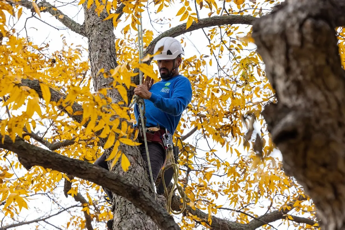 Skilled Tree Pruning crew working in Burton